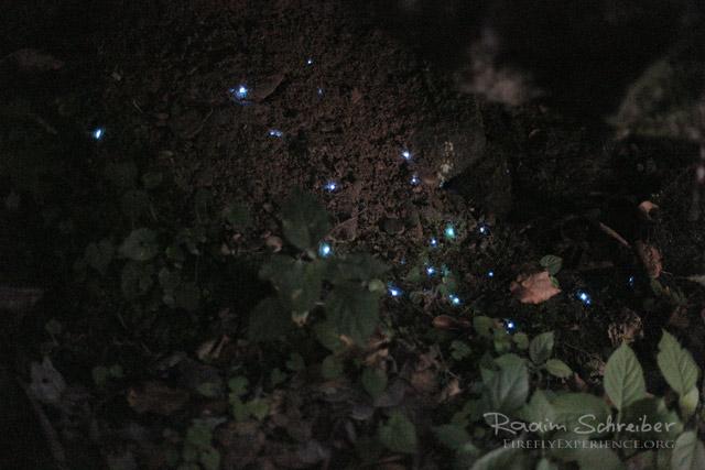 Fungus Gnat & Luminescent Larva