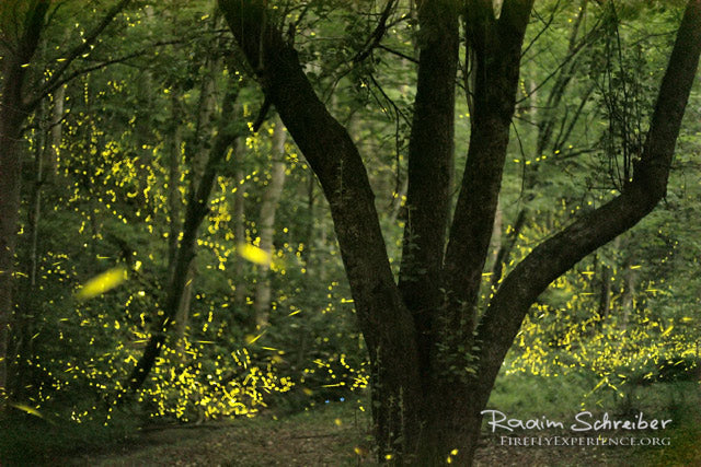 Synchronous Fireflies 106493