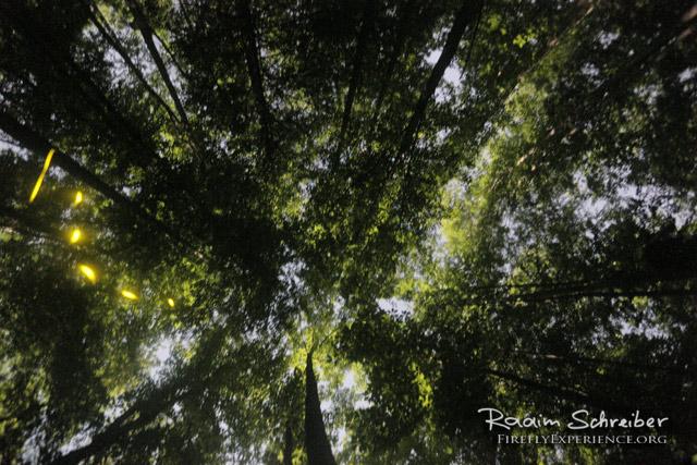 Synchronous Fireflies 106571