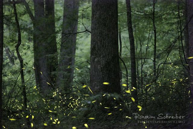 Synchronous Fireflies 106728