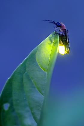 Quiet Glow (Vertical)