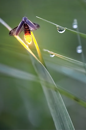 Amber Firefly (Vertical)