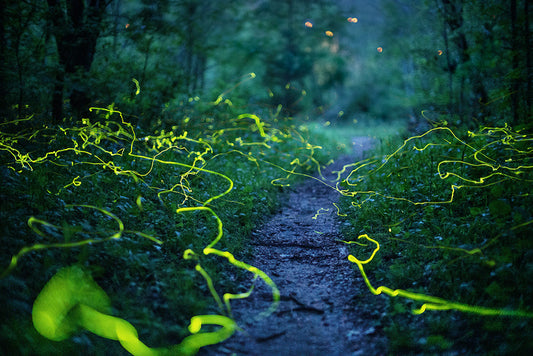 Blue Ghost Encounter