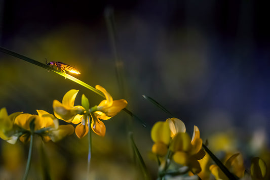 Firefly_230712_3s3686
