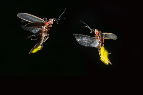Luminous Dancers