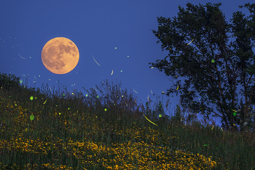 Firefly Moon