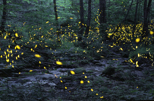 Synchronous Fireflies 106324
