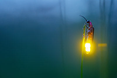 Light Jewel