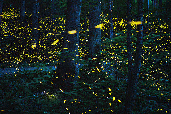 Fireflies Realview Firefly Experience - Photographs of Lightning Bugs and Fireflies ...
