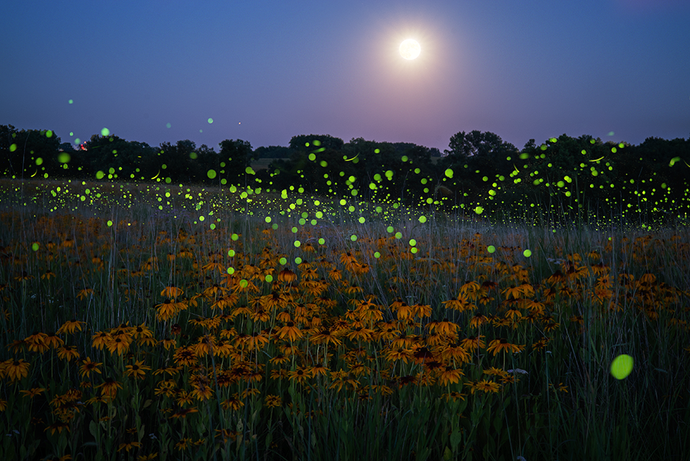 Full Moon and Flowers