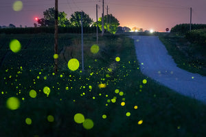 Fireflies and Farm Road