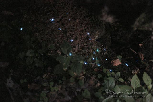 Fungus Gnat & Luminescent Larva