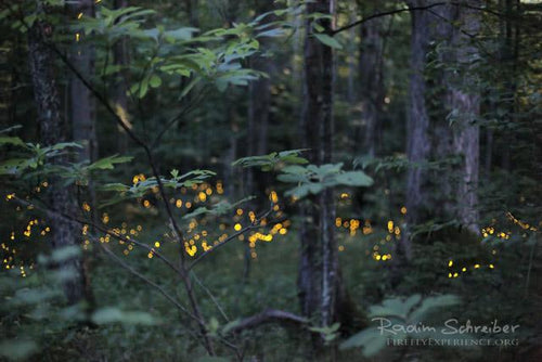 Synchronous Fireflies 105744