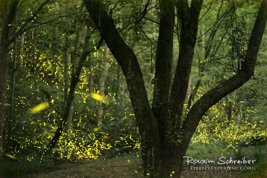 Synchronous Fireflies 106493