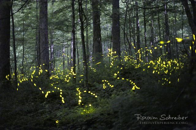Synchronous Fireflies 106585