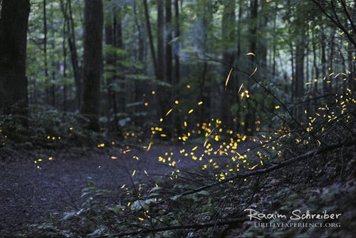 Synchronous Fireflies 106666
