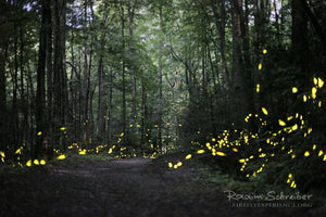 Synchronous Fireflies 106708