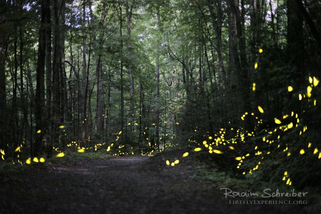 Synchronous Fireflies 106708
