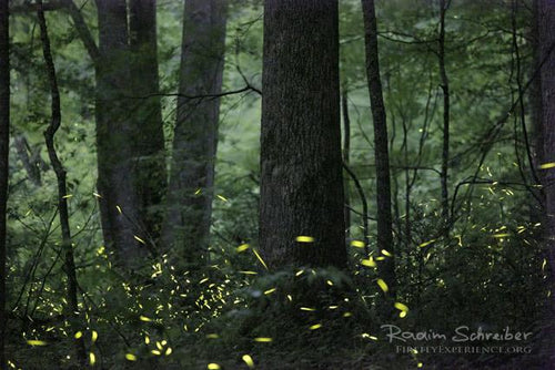 Synchronous Fireflies 106728