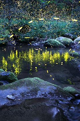 Reflections (Vertical)