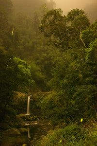 Alishan Mountain