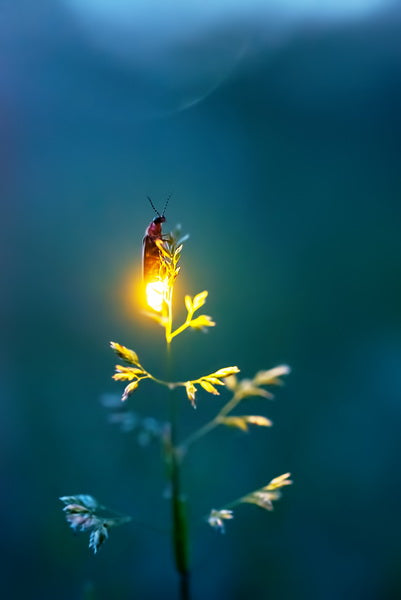 Firefly Wallpaper Apk Download for Android- Latest version 1.0.0- com. fireflies.wallpaper.app749434
