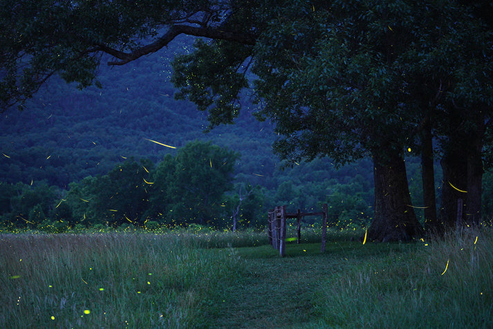 Under the Tree – Firefly Experience LLC