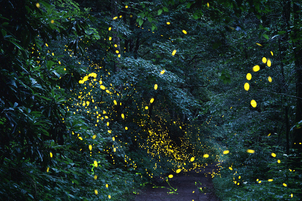 Synchronous_Fireflies_190609_9269