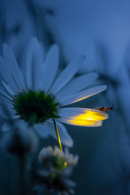 Daisy Glow