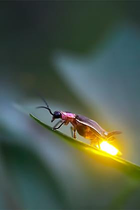 The Surfer (Vertical)