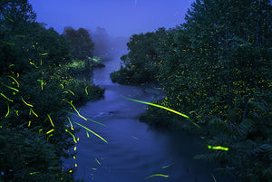 Misty River