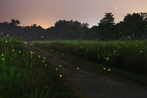Firefly Meadow with Trail