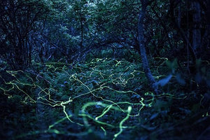 Blue Ghost Fireflies Western North Carolina — Travel and Wildlife  Photographer