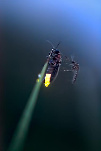 Firefly and Mosquito