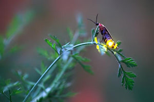 Signaling Female