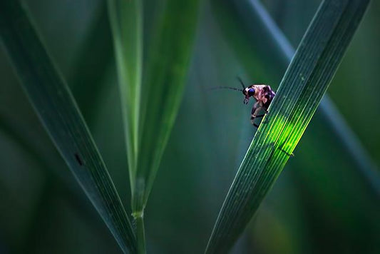 Light behind Leaf