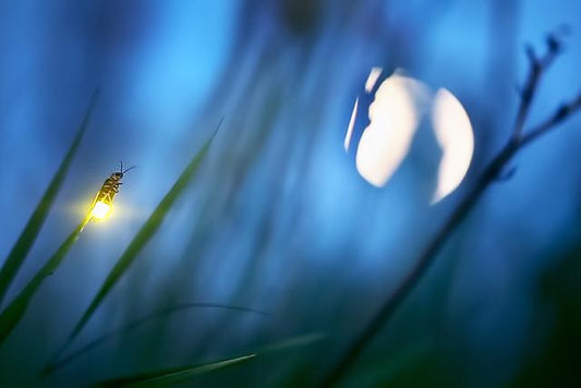 Firefly Experience - Photographs of Lightning Bugs and Fireflies ...