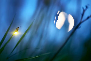 Firefly and Moon